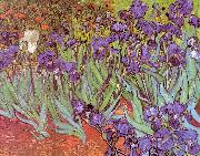 Vincent Van Gogh Irises oil painting picture wholesale